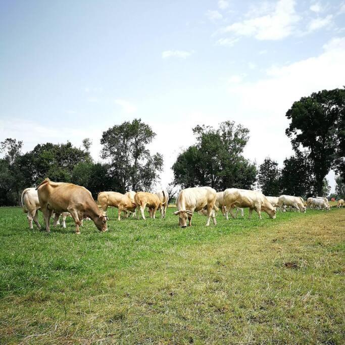 Gite A La Ferme De La Bouriette Revel  Εξωτερικό φωτογραφία